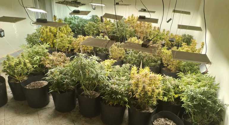 Plantio de Maconha. Foto: divulgação