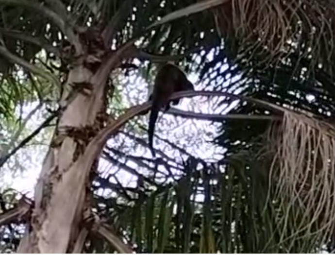 Macaco perdido em Santo André. Foto: Reprodução rede social