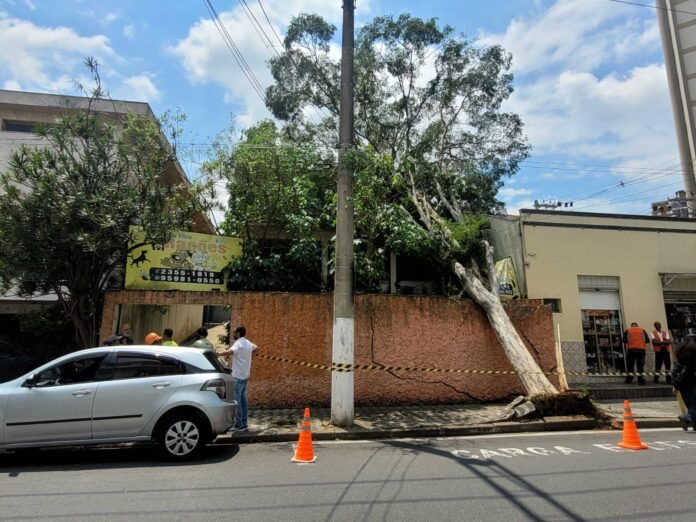 Árvore cai sobre casa em São Bernardo- Foto: Marcinho Santos