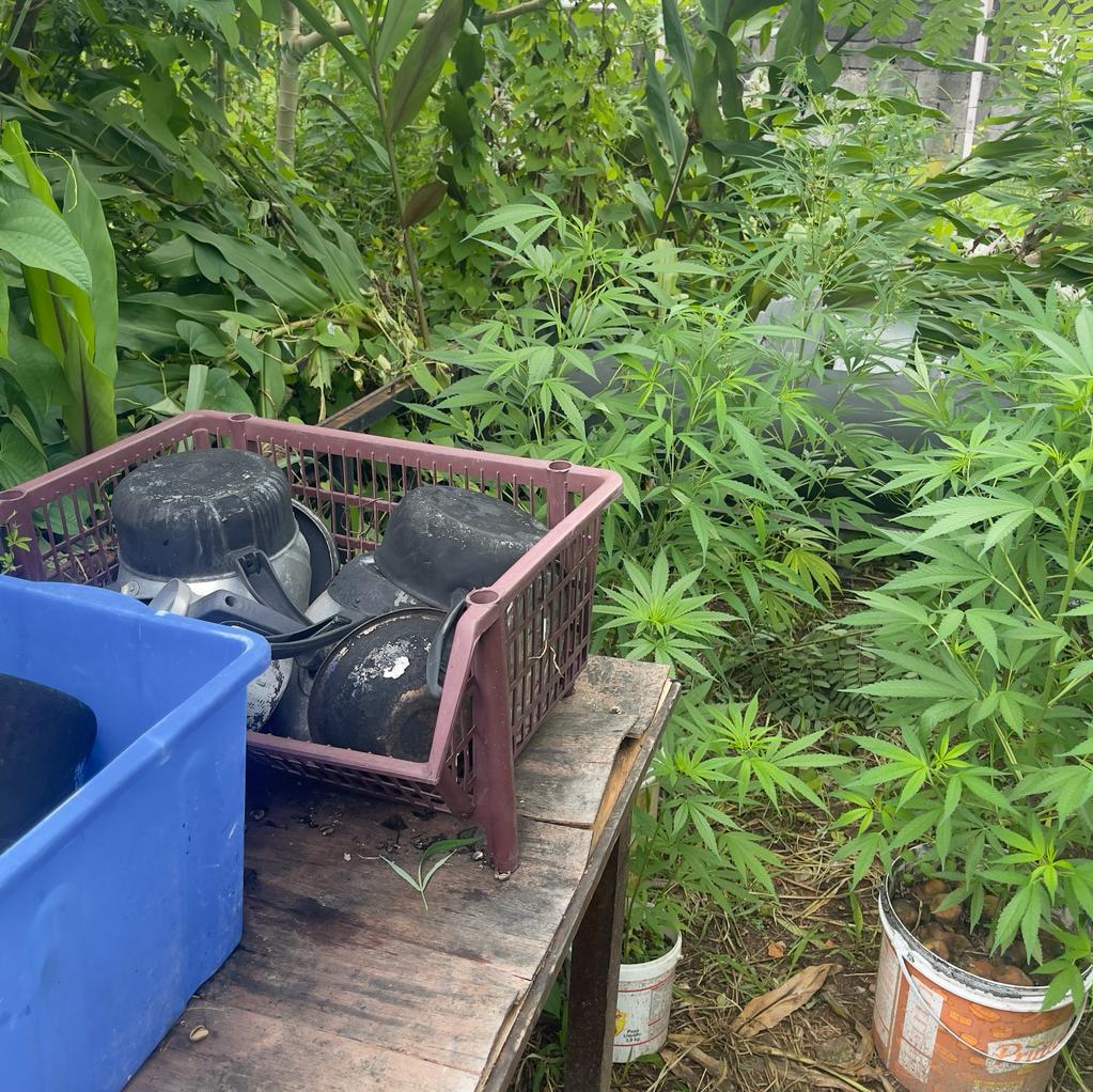 Pés de maconha apreendidos. Foto: divulgação.