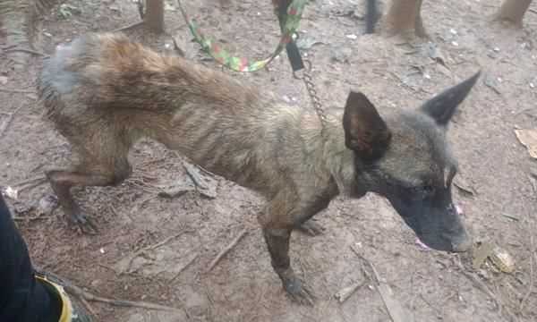 Cachorra morreu após ser resgatada. Foto: divulgação